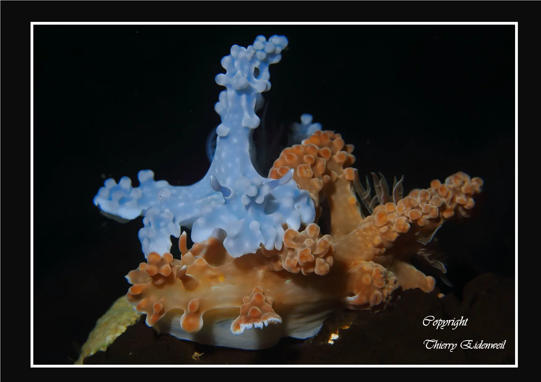 Anilao Macro Dive Media Highlight